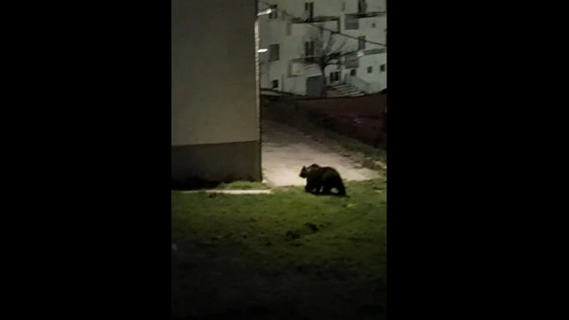 Pizzoferrato: Juan Carrito e' tornato. L'orso avvistato questa sera in paese. Veloce passeggiata nel centro abitato abruzzese